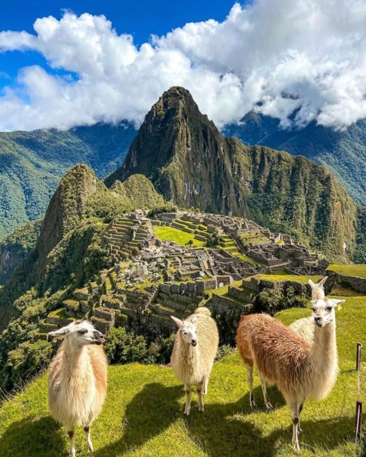 Inca Jungle Trek / Machu Picchu 4D / 3N